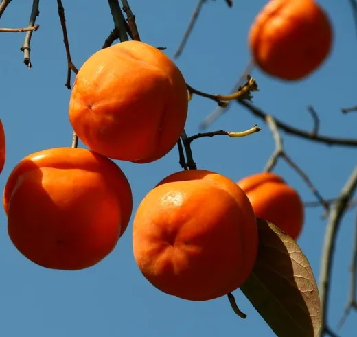 農(nóng)家特產(chǎn)柿子包裝設(shè)計這樣做好賣貨(圖1)